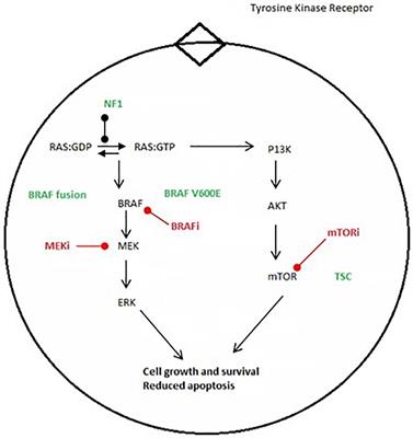 BRAF Alteration in Central and Peripheral Nervous System Tumors